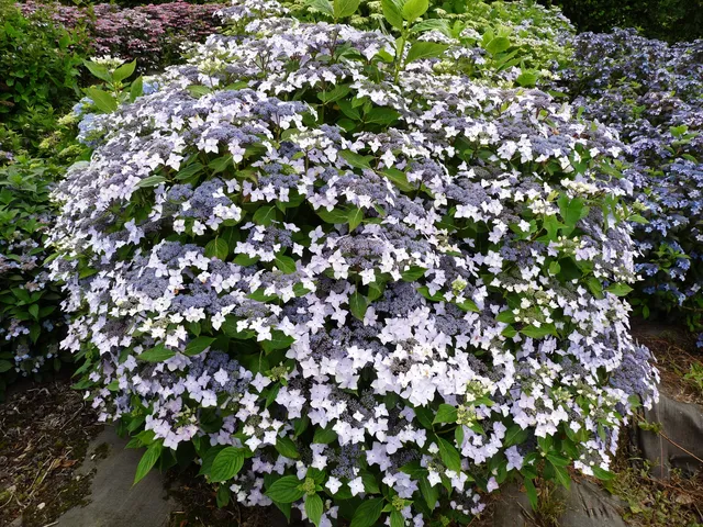 Les Hortensias du Haut Bois Doyma hortensia macrophylla fleurs plates