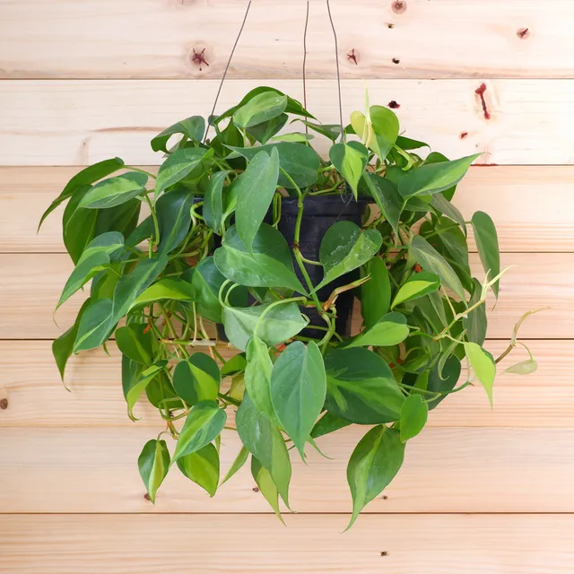 Bakker Monstera scandens philodendron pot Ø15cm cœur