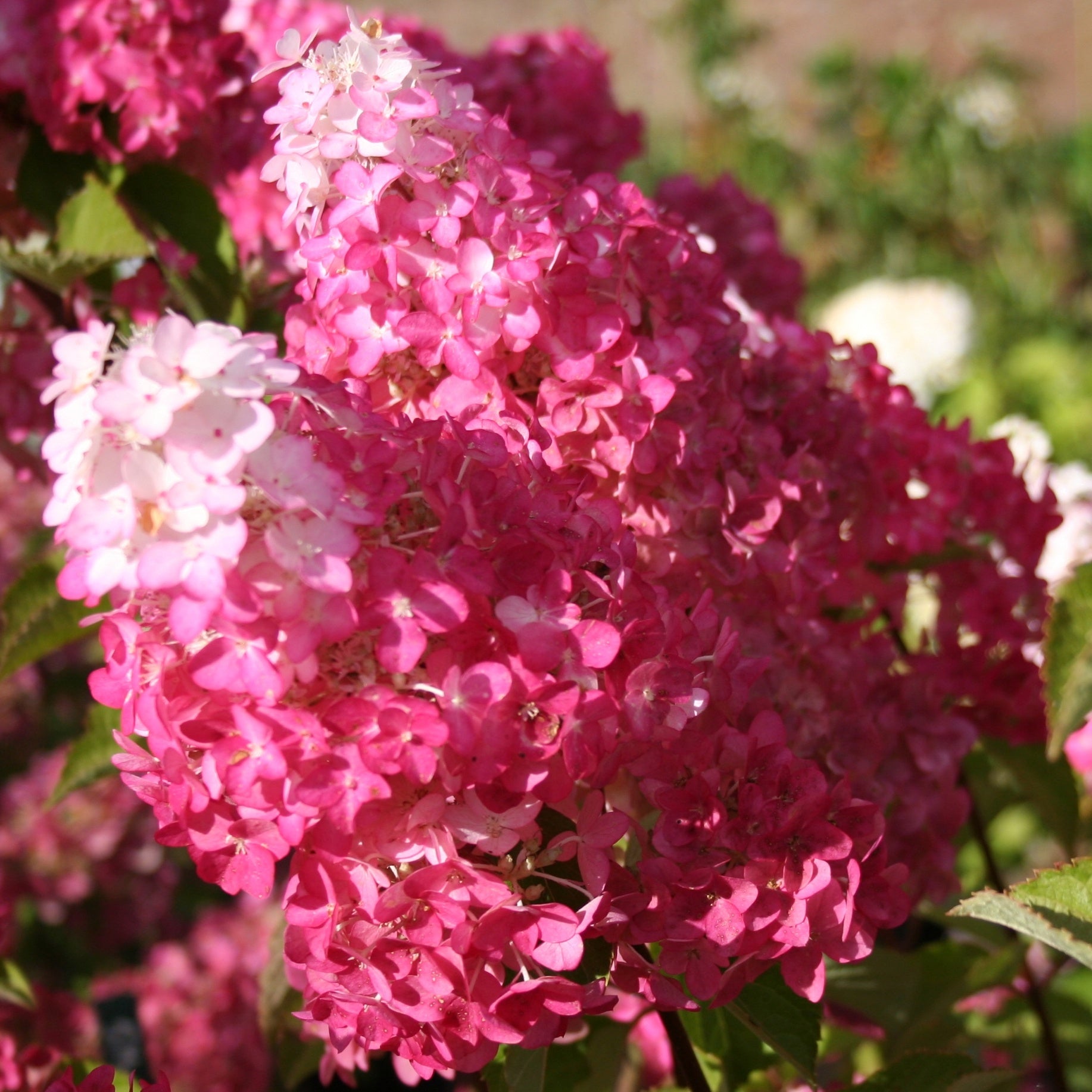 Bakker Fraise Melba Renba hortensia pot 1,3L 20-25cm