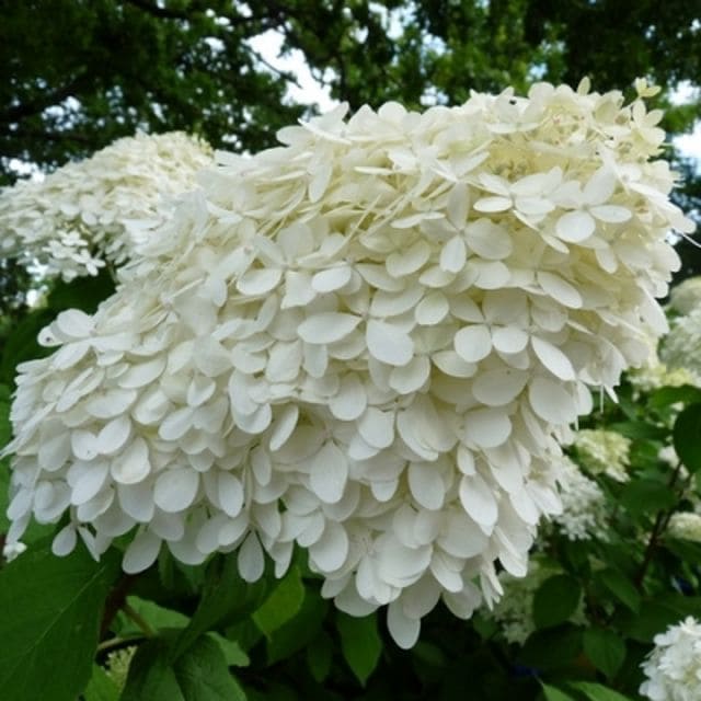 Les Hortensias du Haut Bois Lime Light hortensia tige panicule