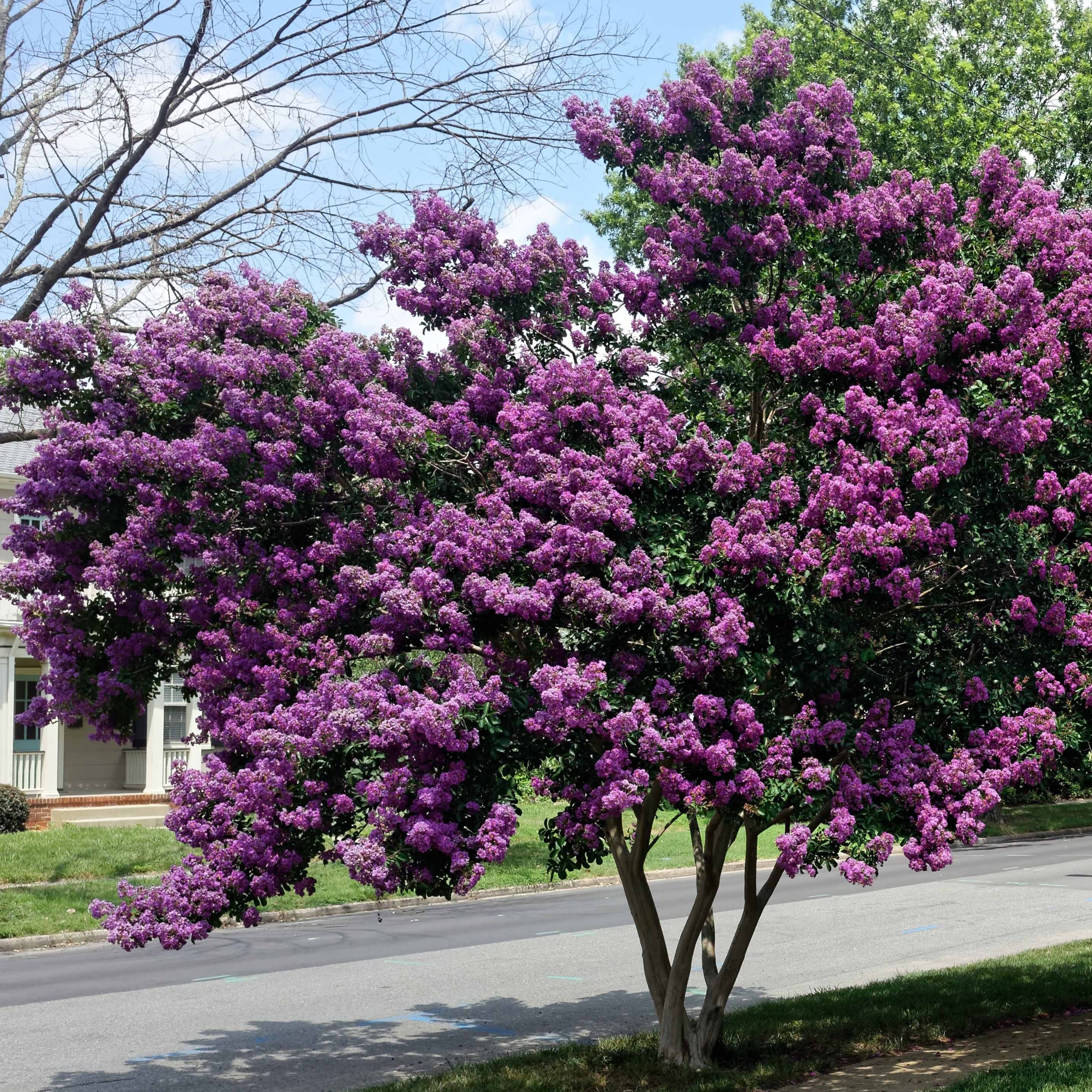 Bakker Lilas des Indes violet Lagerstroemia pot Ø15cm été