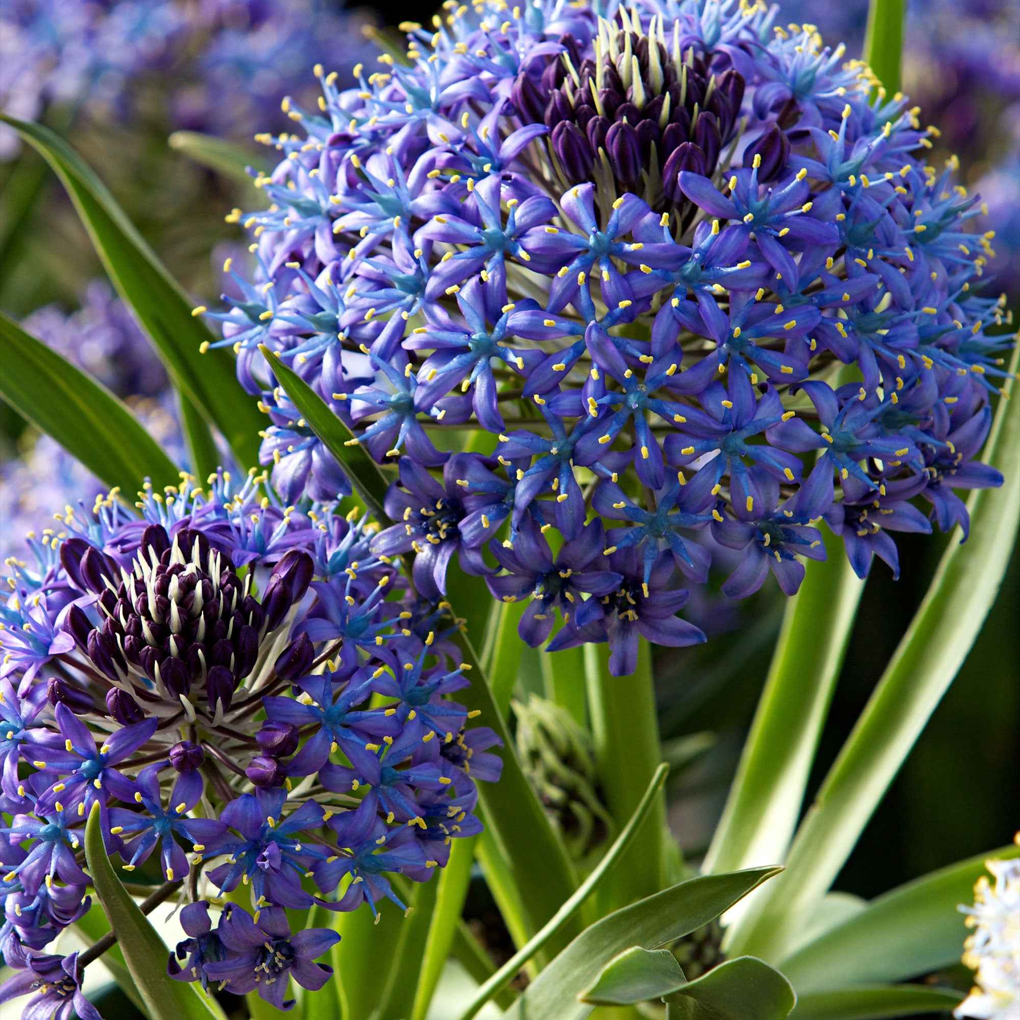 Bakker Scille du Pérou Scilla bulbe violet 2 bulbes 16-18cm