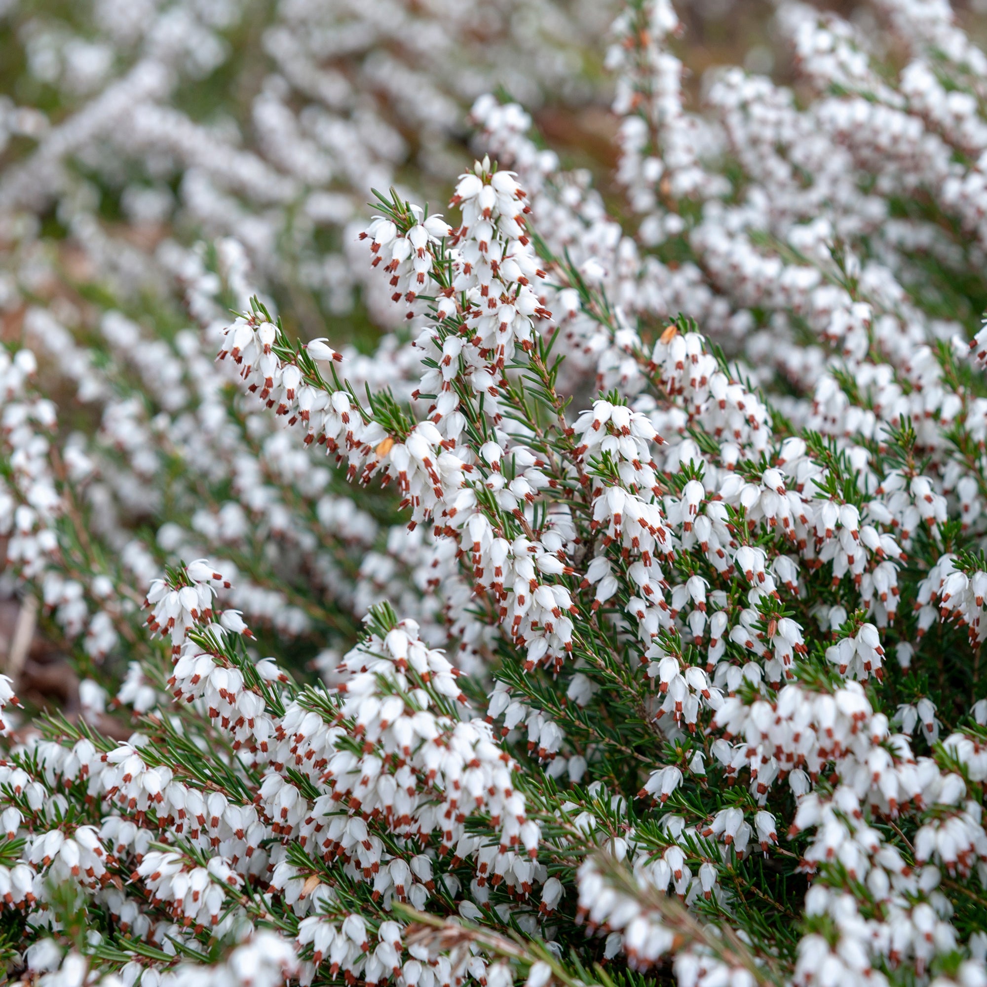 Bakker 3 Bruyères d'hiver blanches vivace Erica lot 3 pots 8cm