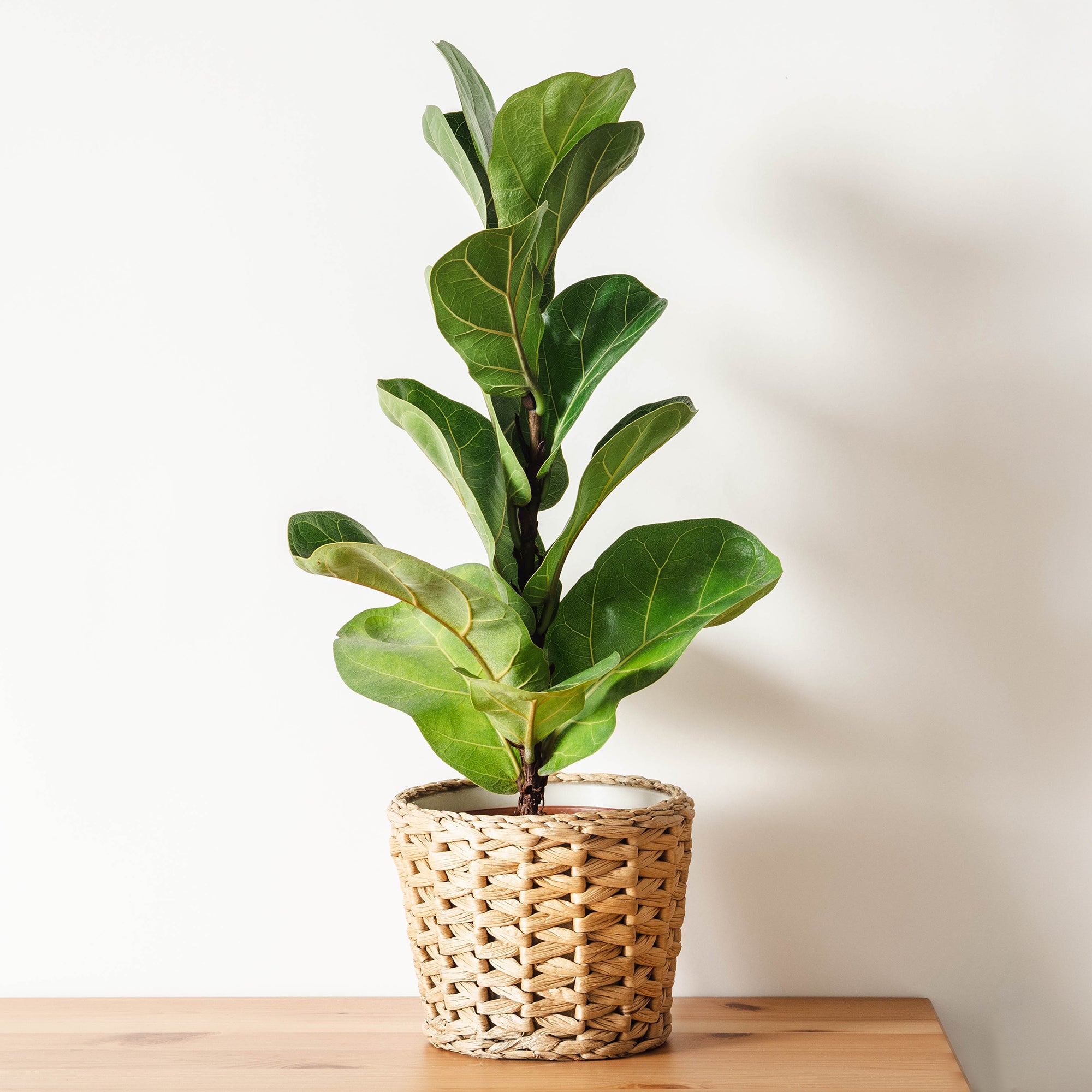 Bakker Ficus Lyrata figuier lyre plante verte pot 17cm 70-80cm