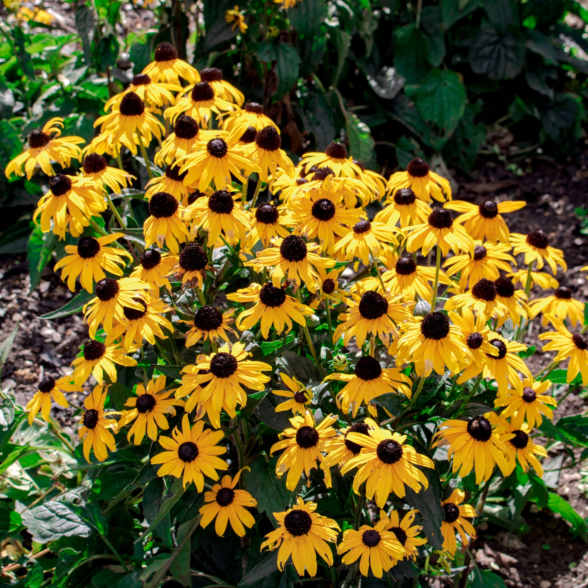Bakker Rudbeckia Early Bird Gold vivace pot 9cm jaune