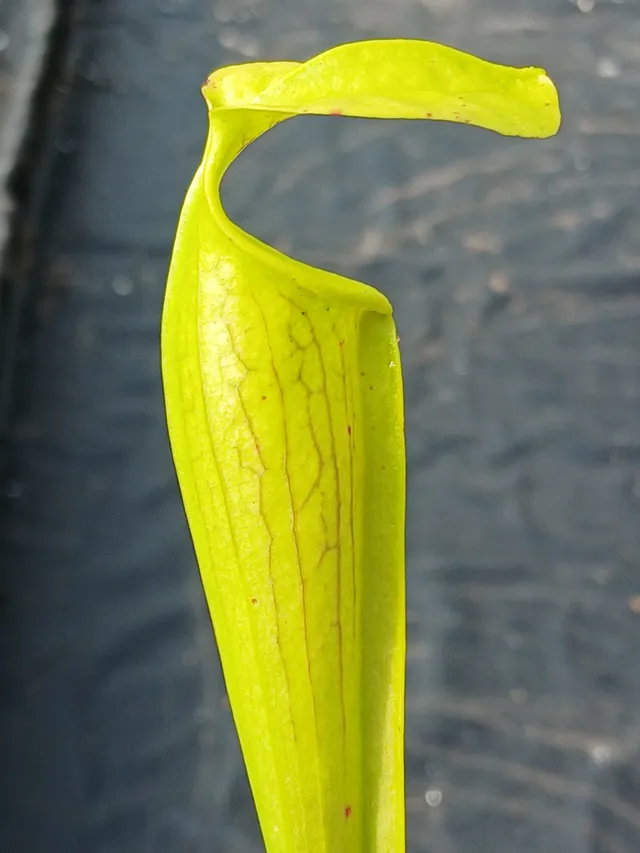 Carniflore Sarracenia alata bulbous pitcher plante carnivore jaune