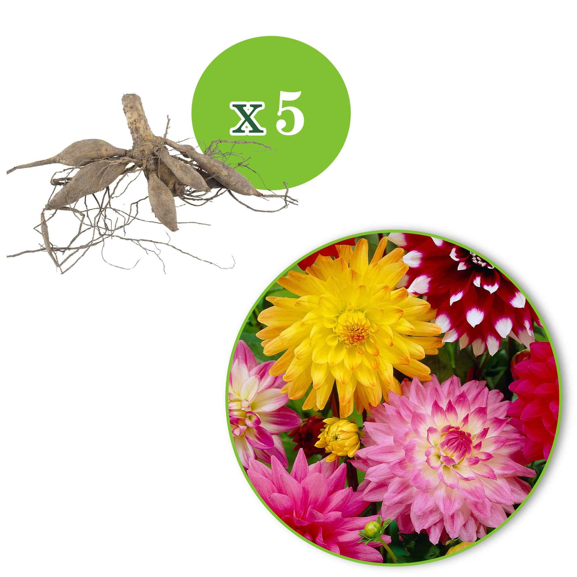 Bakker 5 Dahlias en mélange bulbe calibre I multicolore