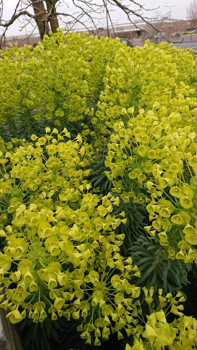 Passion Vivaces Euphorbia characias Wulfenii pot 1 litre