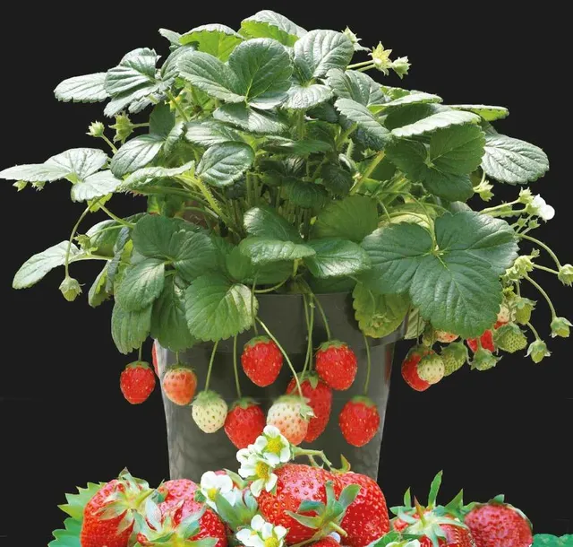 Bakker Potager Fraisier Temptation graines sachet 25 remontant