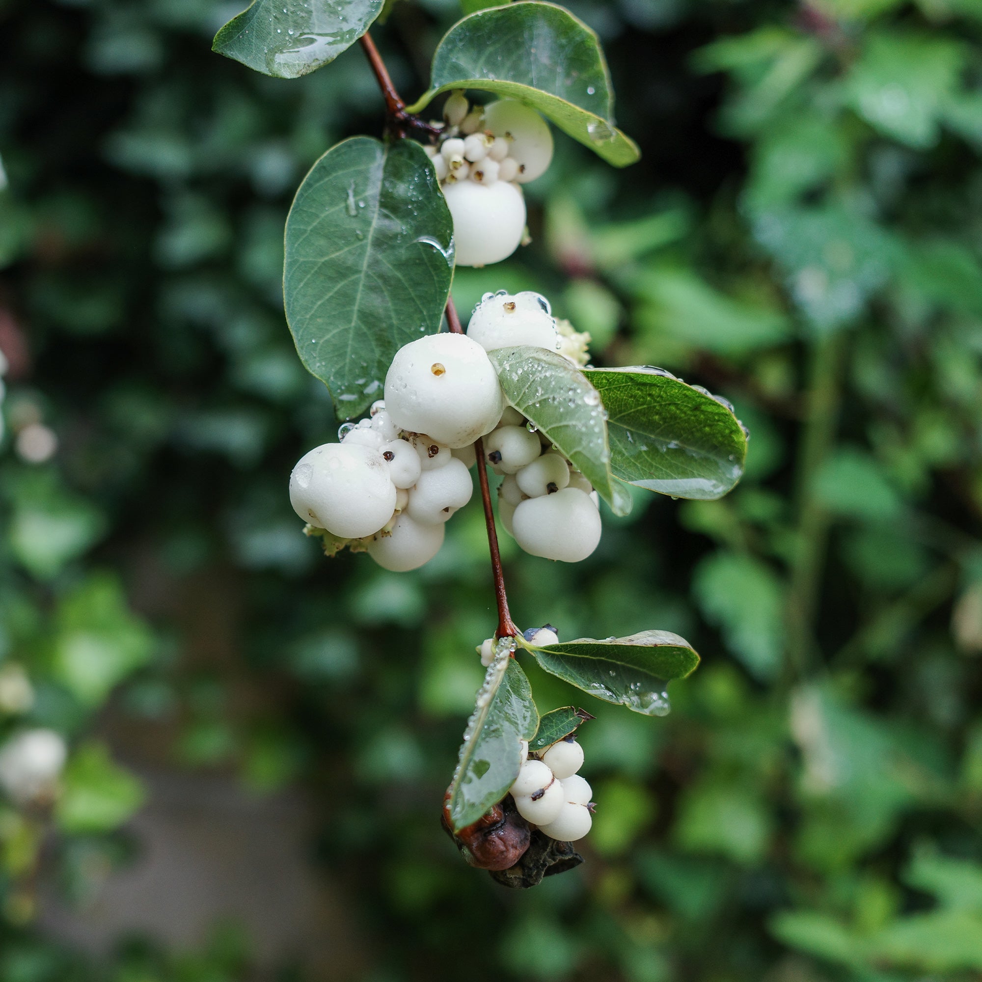 Bakker White Hedge symphorine arbuste pot 3L baies blanches