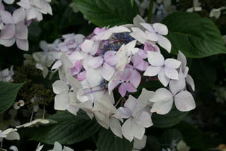 Les Hortensias du Haut Bois Doyma hortensia macrophylla fleurs plates