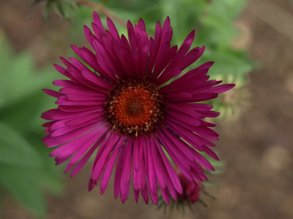 Passion Vivaces Aster Rubis Adoue plante vivace godet pourpre