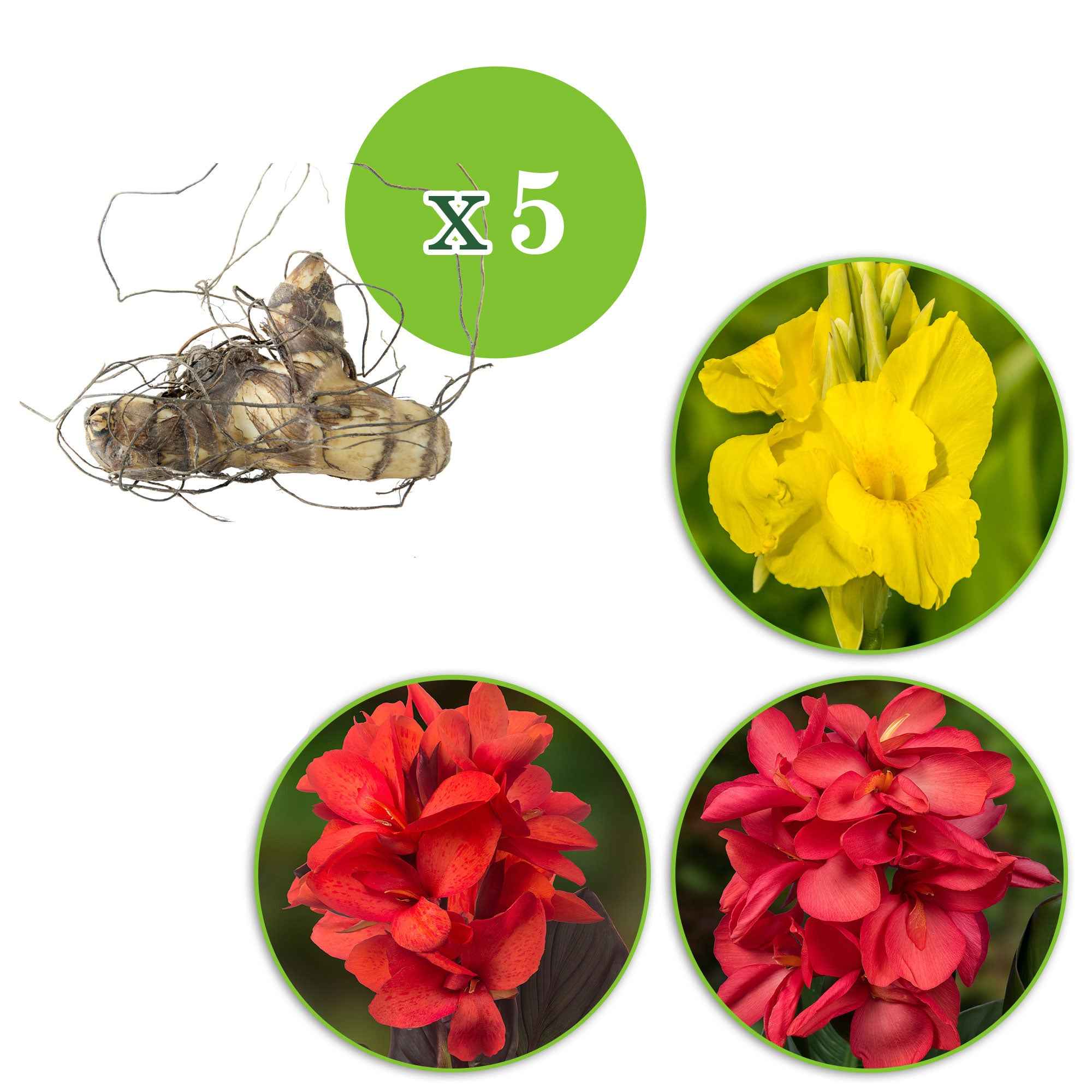 Bakker Canna en mélange bulbes couleurs sachet 5 calibre I