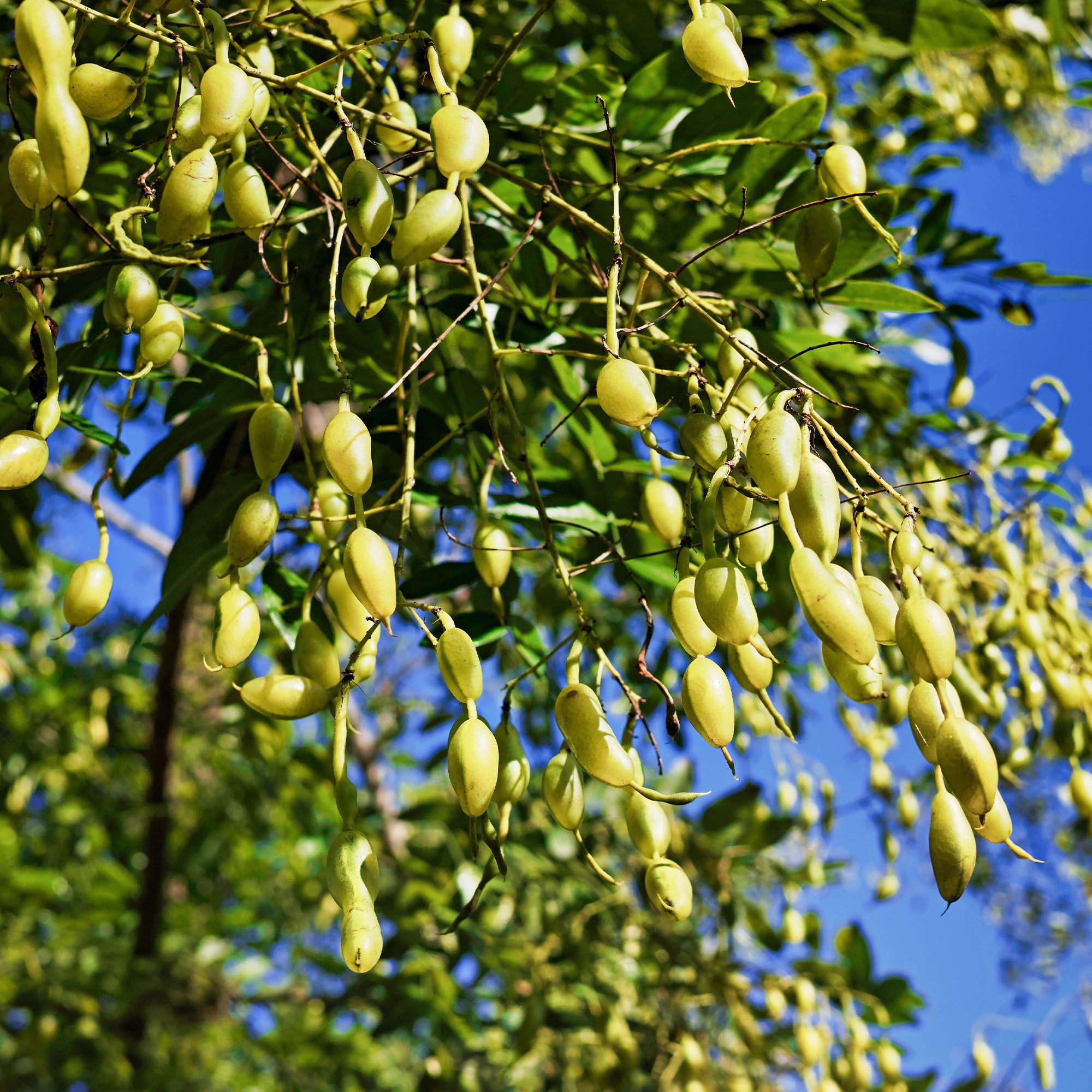 Bakker Sophora du Japon arbre pot 9 cm 10-20 cm