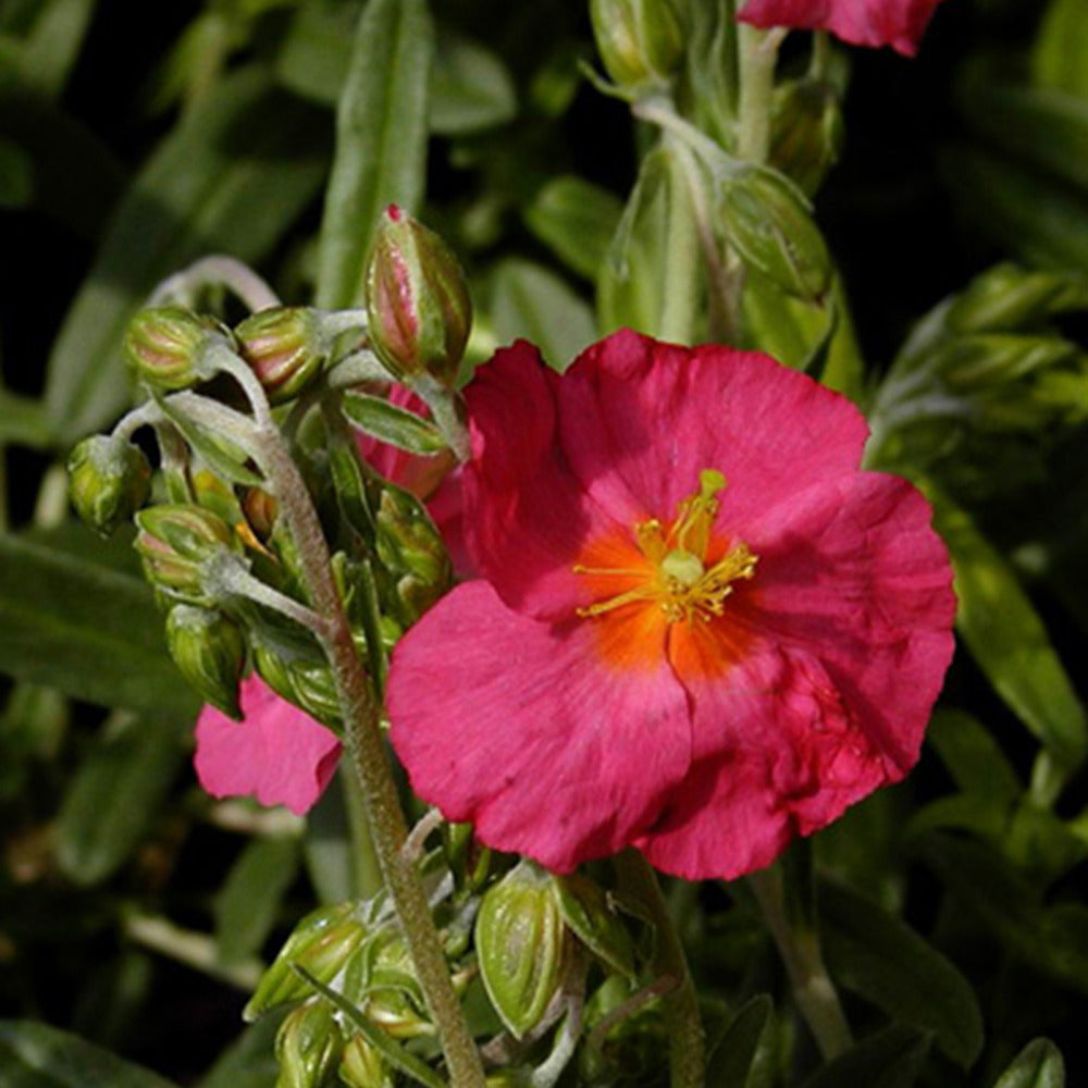 Bakker Hélianthème Ben Hope vivace pot 8cm fleur fuchsia