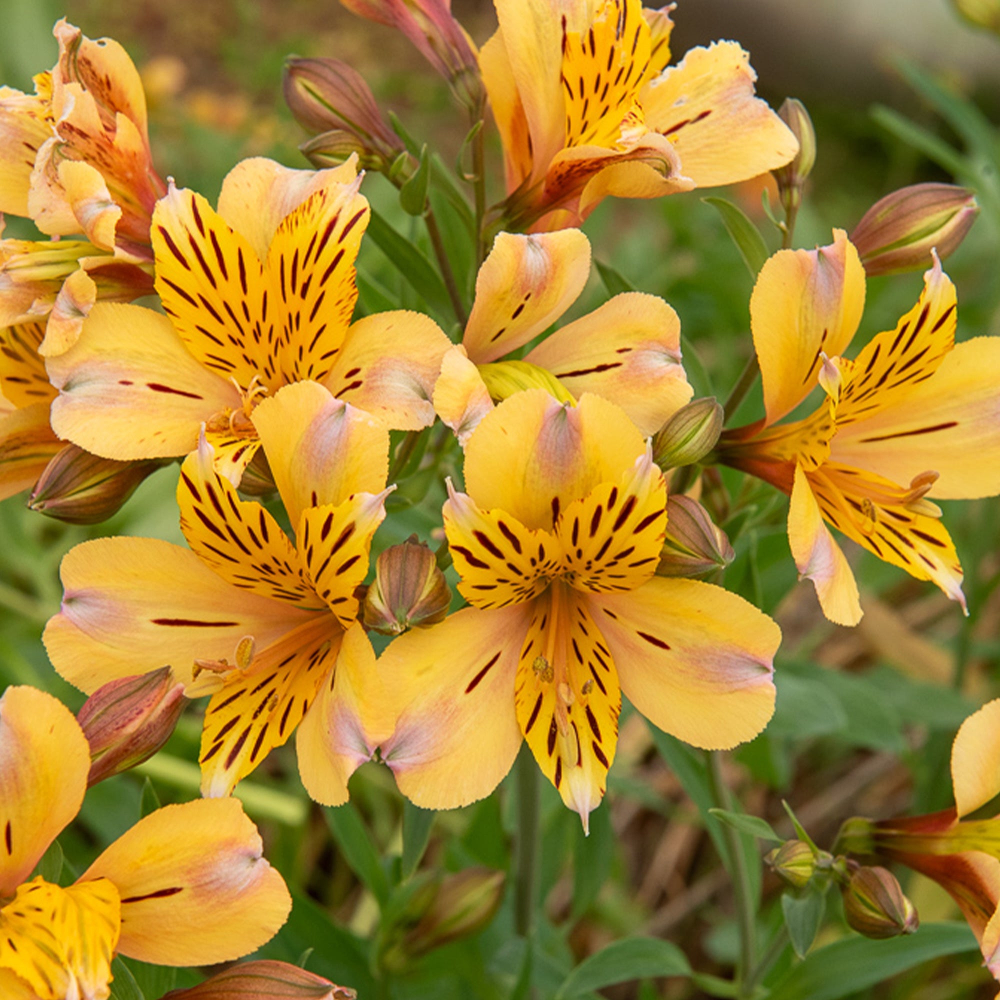 Bakker Lys Incas Duc d'Anjou Nicolas vivace pot 9cm jaune