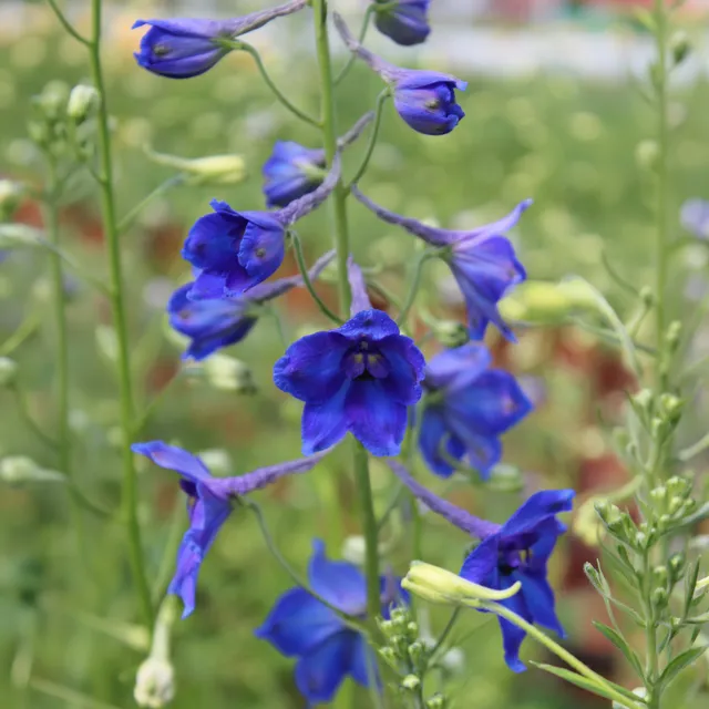 Bakker Delphinium Volkerfrieden vivace bleue pot 8cm