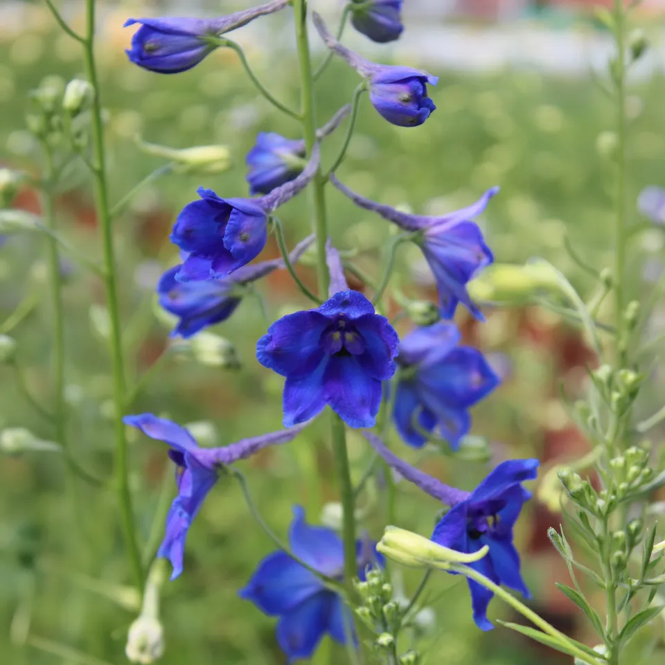 Bakker Delphinium Volkerfrieden vivace bleue pot 8cm
