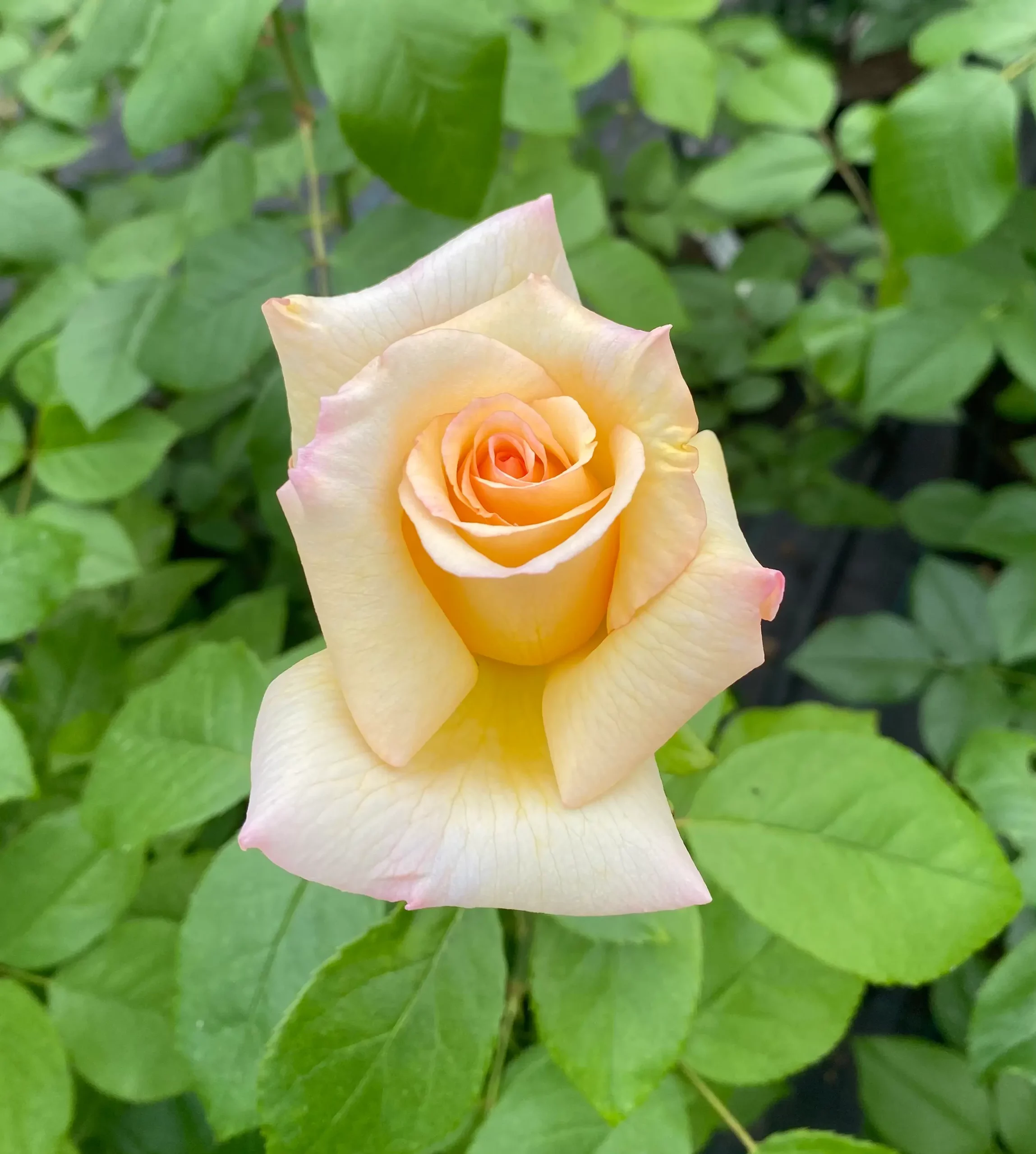 Michel Adam Anastasia Adamariat rosier tige blanc grande fleur