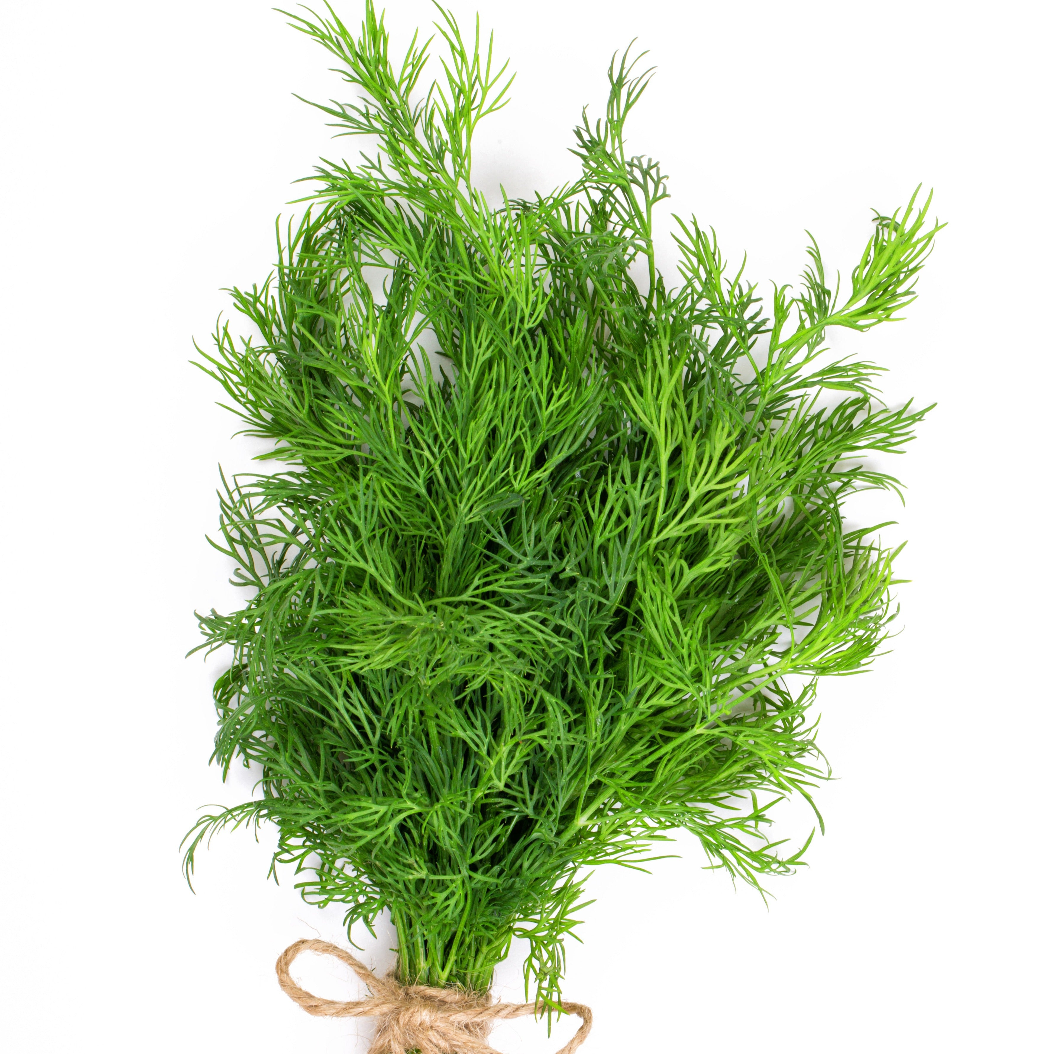 Bakker Plant d'Aneth aromatique pot 13cm récolte juin-octobre