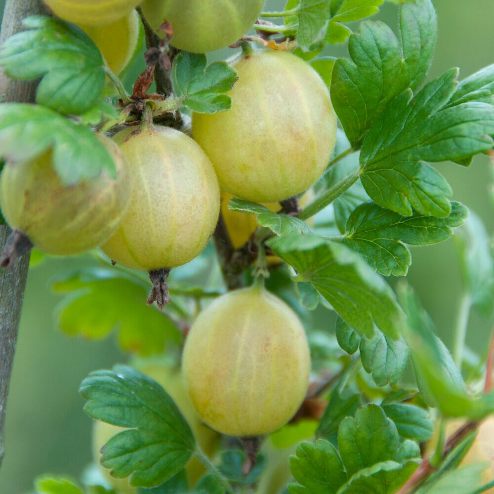 Bakker Groseillier Hinnonmäki Vert arbuste fruitier pot 2L