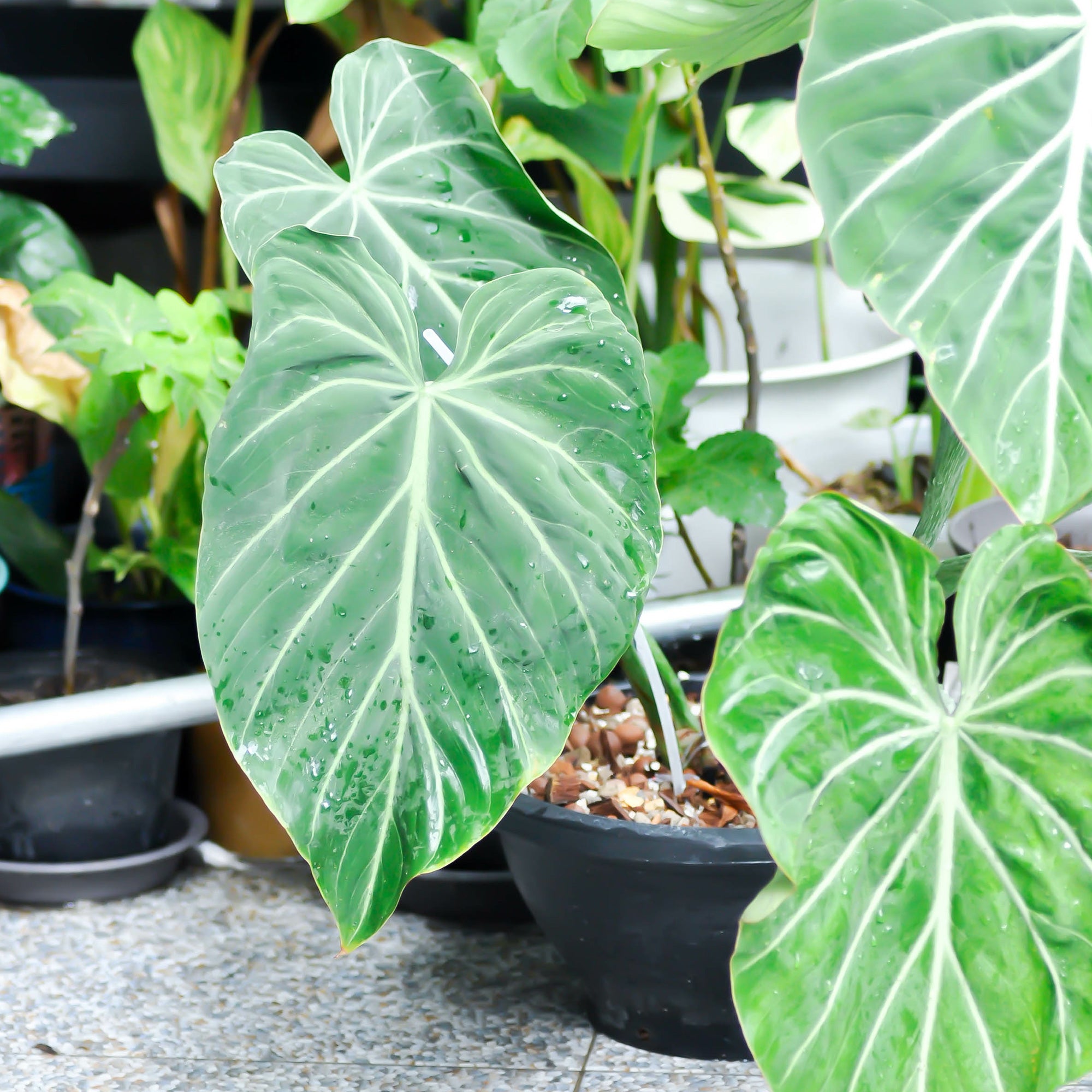 Bakker Philodendron Gloriosum plante verte pot 15cm velours