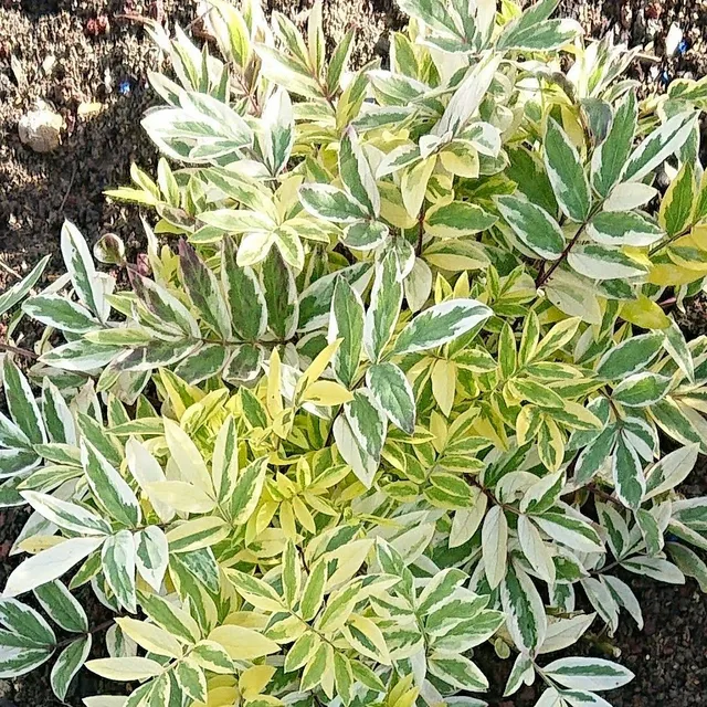 Passion Vivaces Polemonium Golden Feathers vivace godet