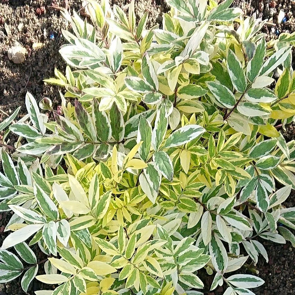 Passion Vivaces Polemonium Golden Feathers vivace godet