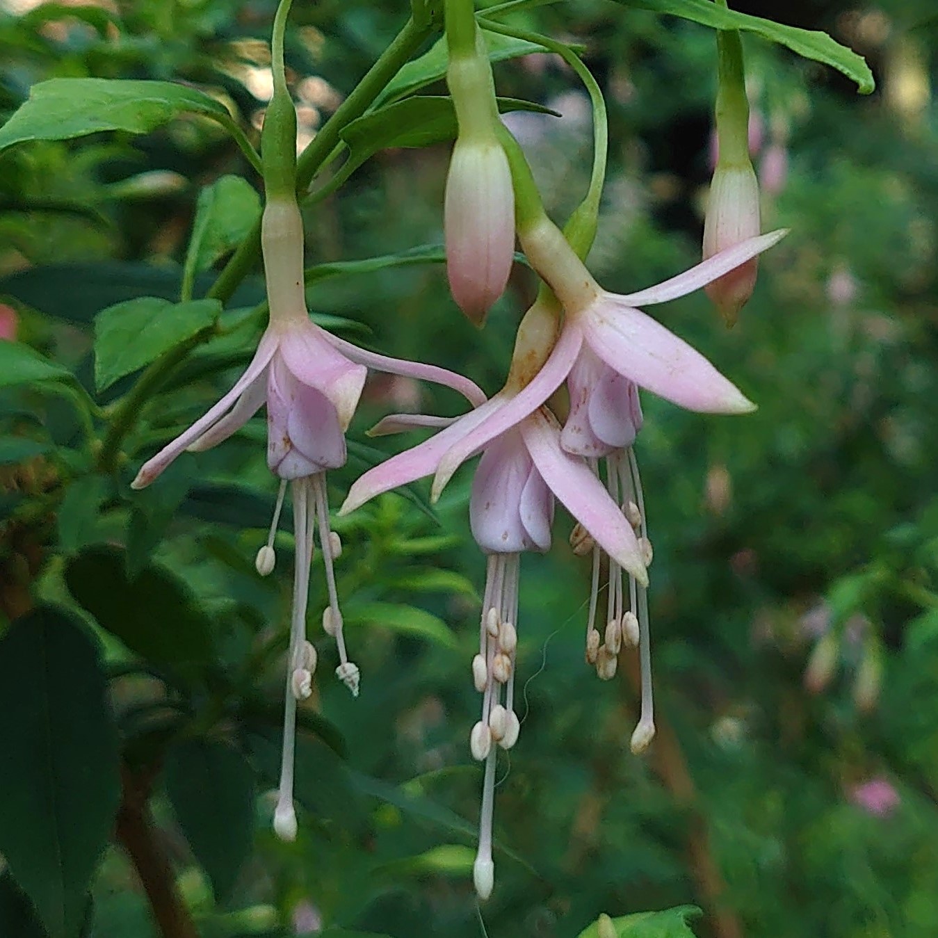 Passion Vivaces Fuchsia Whiteknight's Pearl pot rose