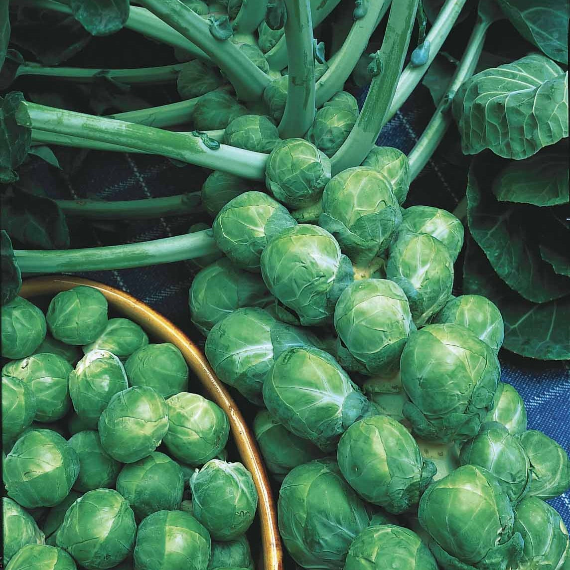 Bakker Potager Chou de Bruxelles De Rosny sachet 3g rustique hiver