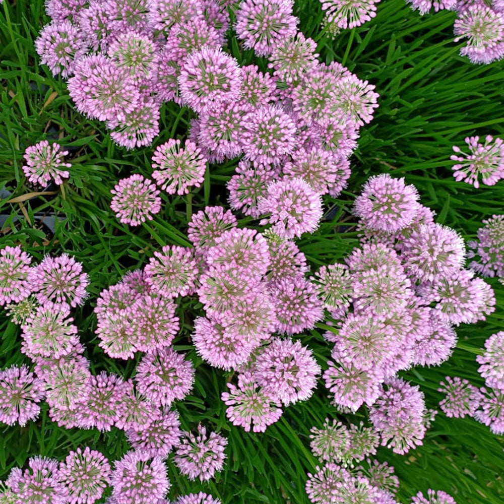 Bakker Millenium ail d'ornement vivace pot Ø9cm violet