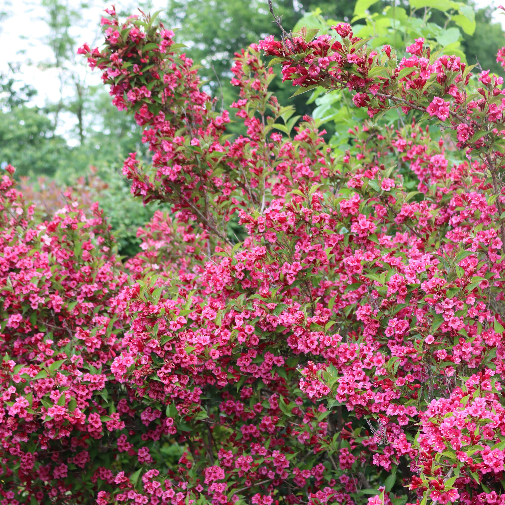 Bakker Weigela Bristol Ruby Fuchsia Pot 1,5L 30-40cm