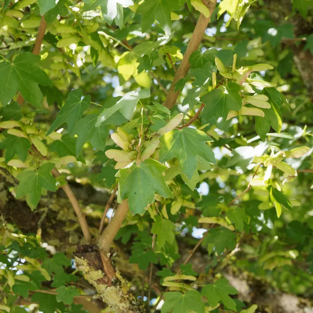 Bakker Acer campestre haie érable pot 2L 80-100cm rustique