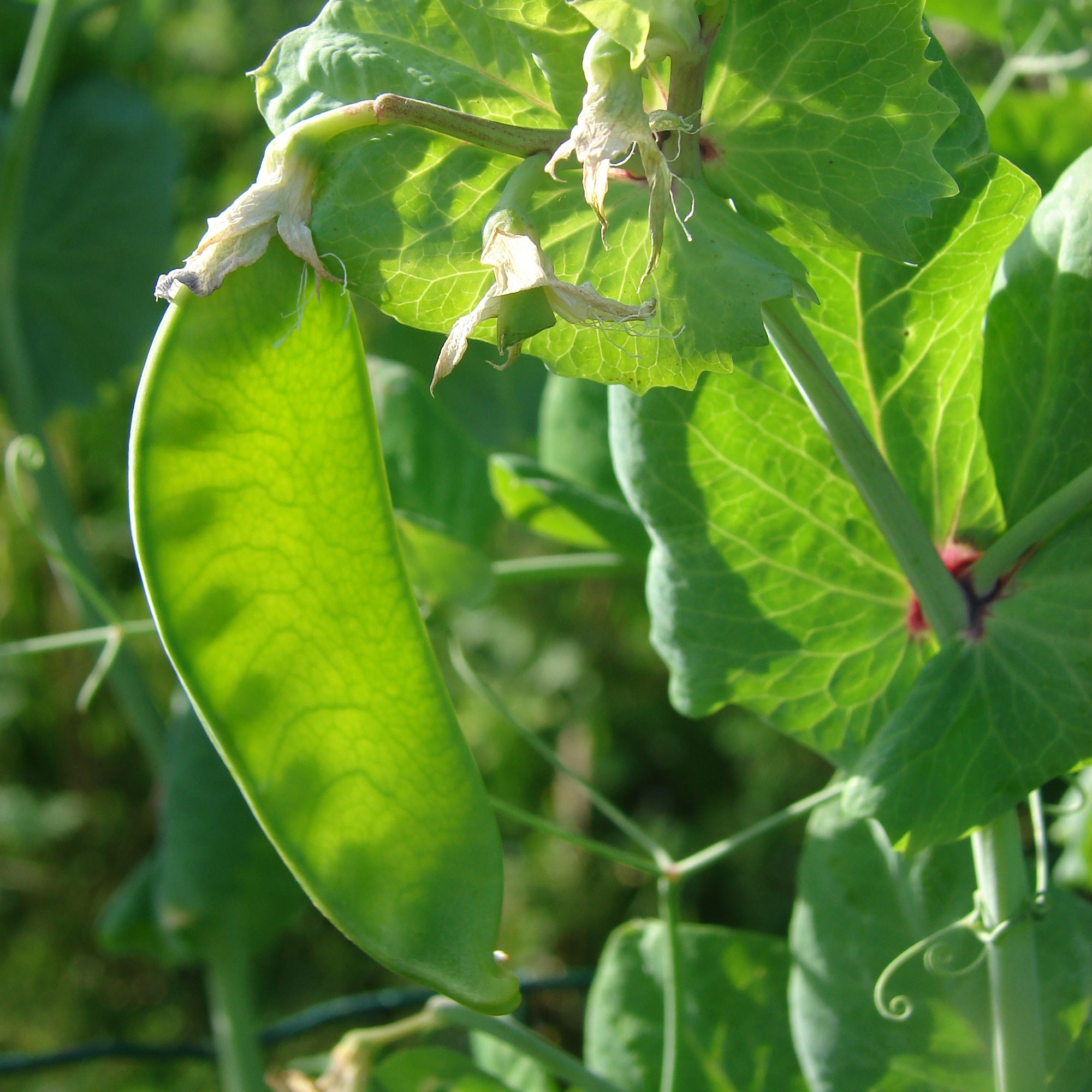 Bakker Potager Pois mangetout Héraut graines sachet 200g sucré