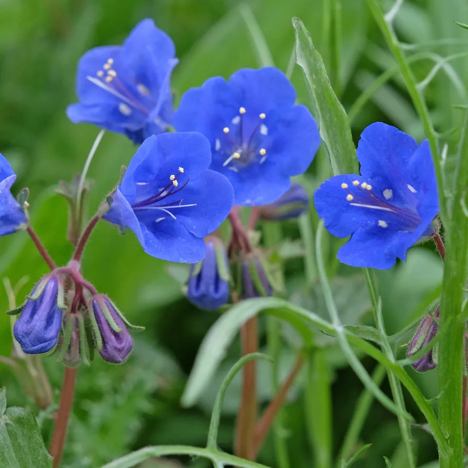 Bakker Potager Blue Bell phacélie sachet 1100 graines bleue mellifère