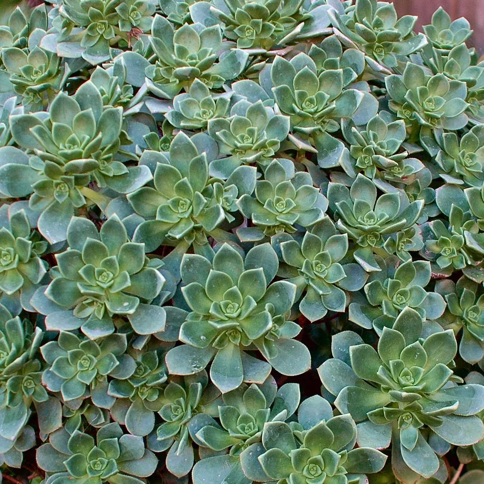 Bakker Echeveria Aeonium Haworthii pot Ø 9 cm rosette verte