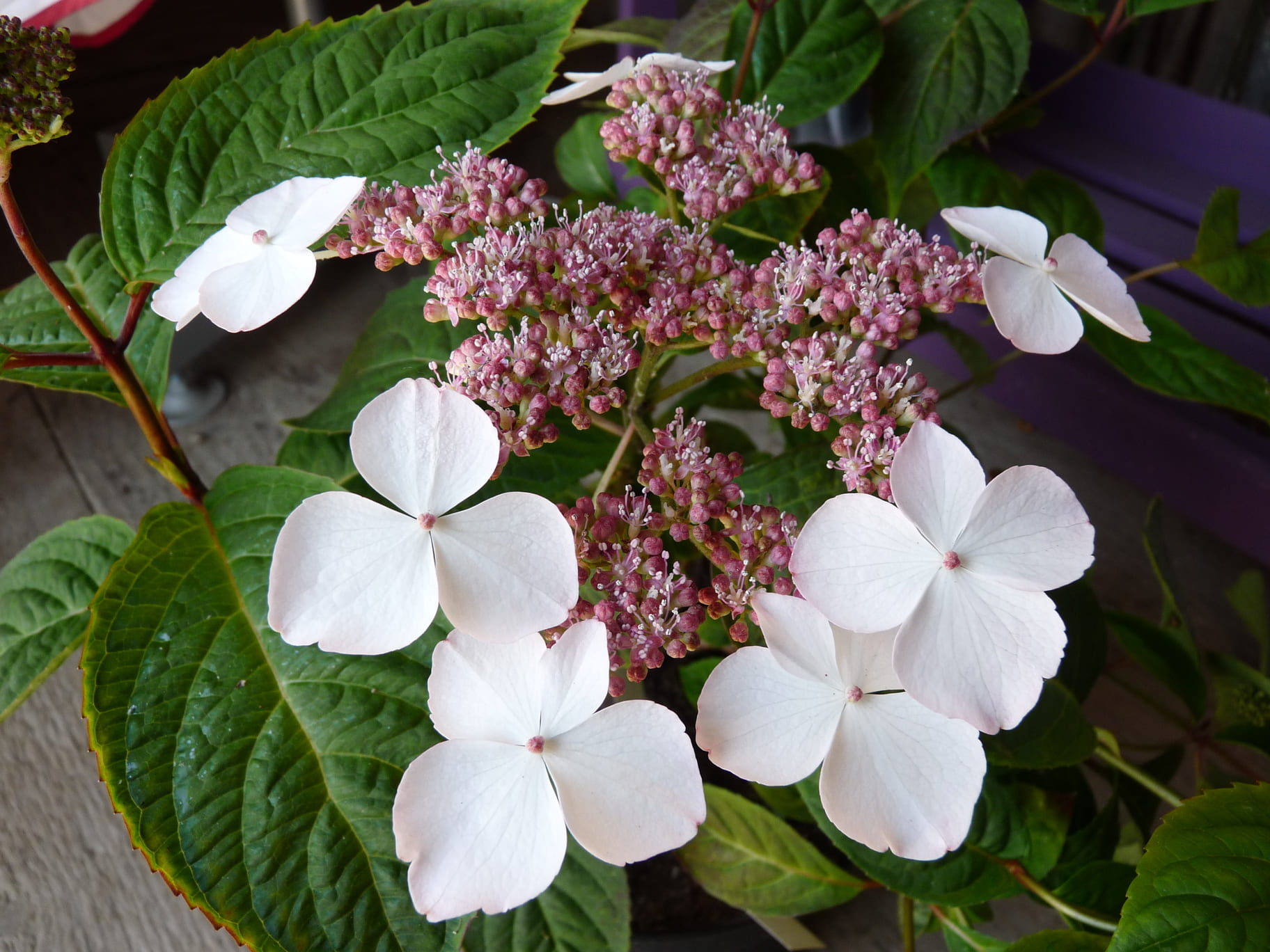 Les Hortensias du Haut Bois Beni Gaku hortensia serrata godet