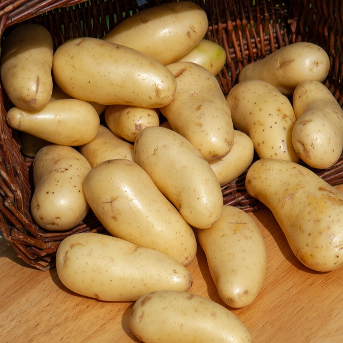 Bakker Potager 25 Pommes de terre Amandine chair ferme 25-30mm