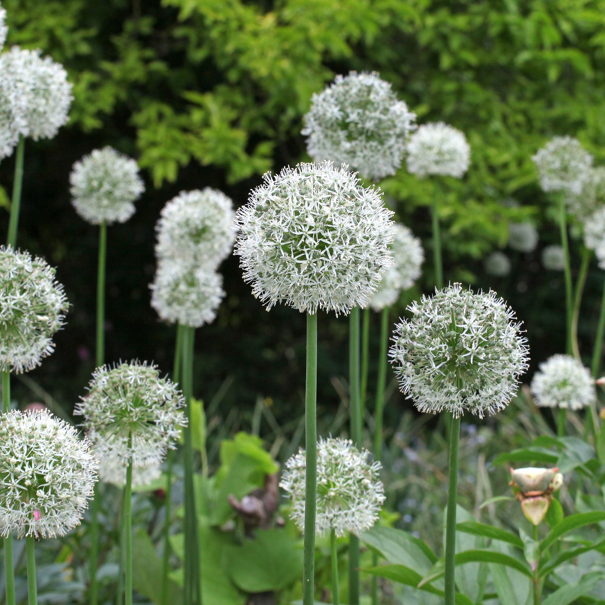 Bakker Allium Mount Everest bulbes sachet 2 blanc