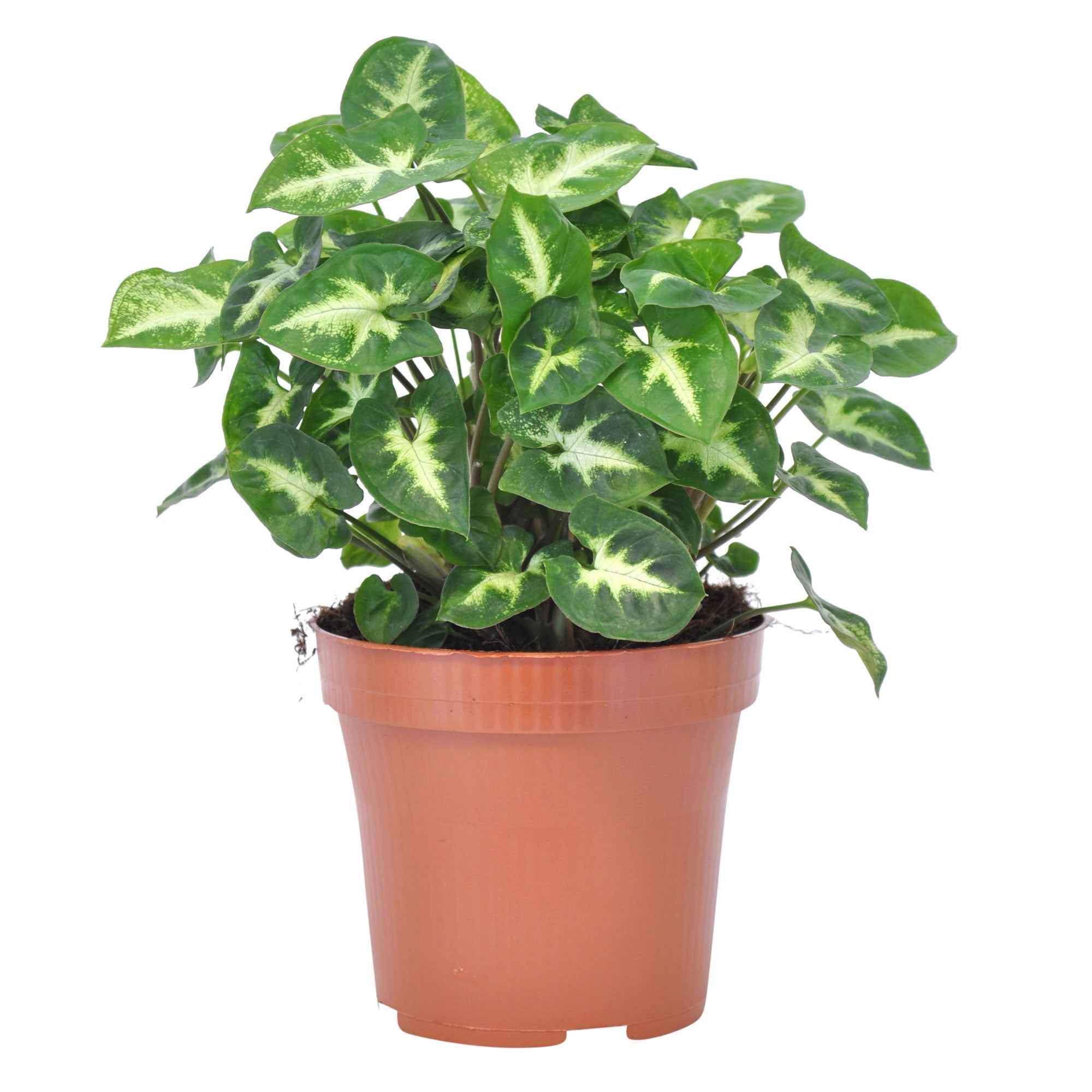 Bakker Syngonium Pixie plante verte pot 12cm