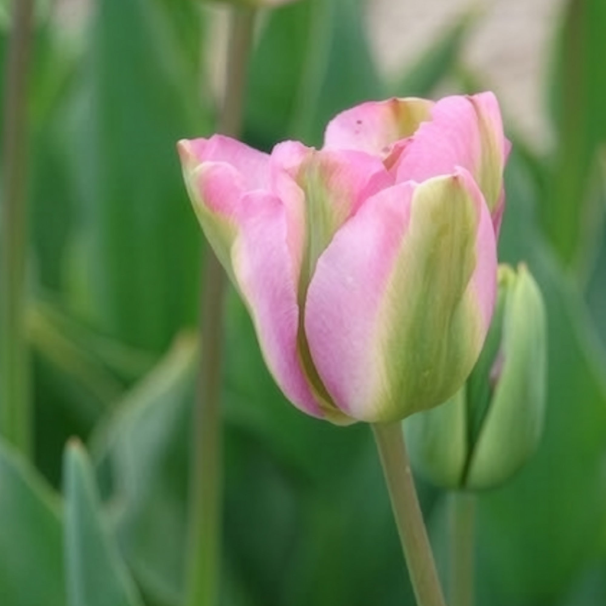 Bakker Bulbes Tulipe Groenland Viridiflora rose sachet 7