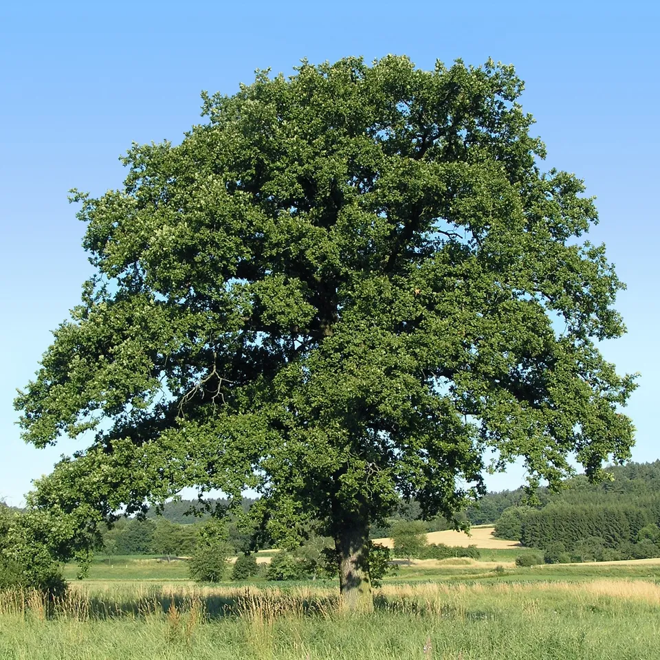 Bakker Chêne rouvre Quercus petraea arbre pot Ø11cm résistant sec