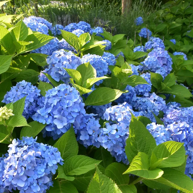 Bakker Hortensia bleu arbuste pot 1.3L 15-20cm