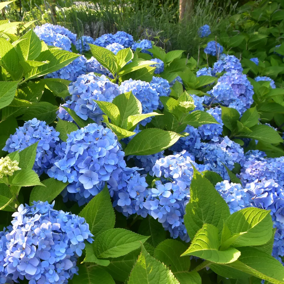 Bakker Hortensia bleu arbuste pot 1.3L 15-20cm