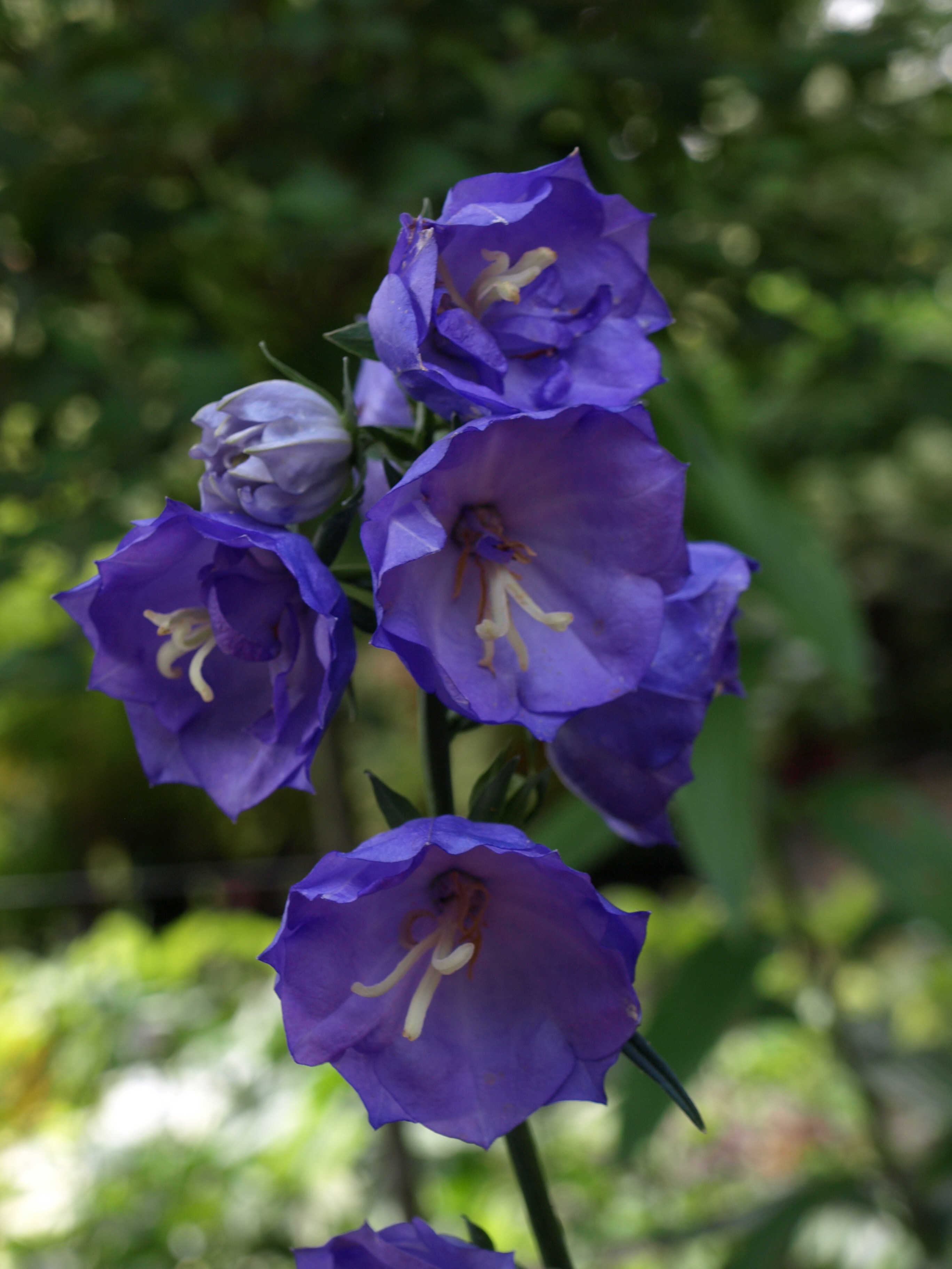 Passion Vivaces Campanula persicifolia Blue Bloomers campanule 1L bleu