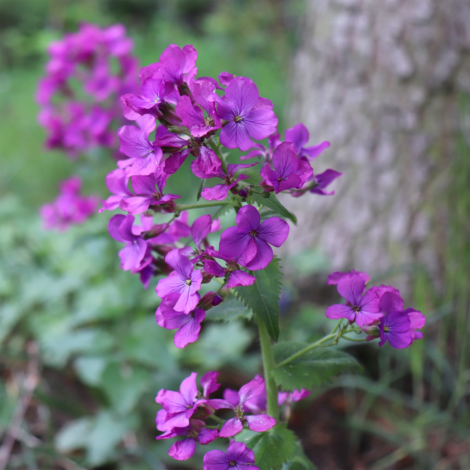 Bakker Monnaie du pape vivace pot 9cm fleurs violettes