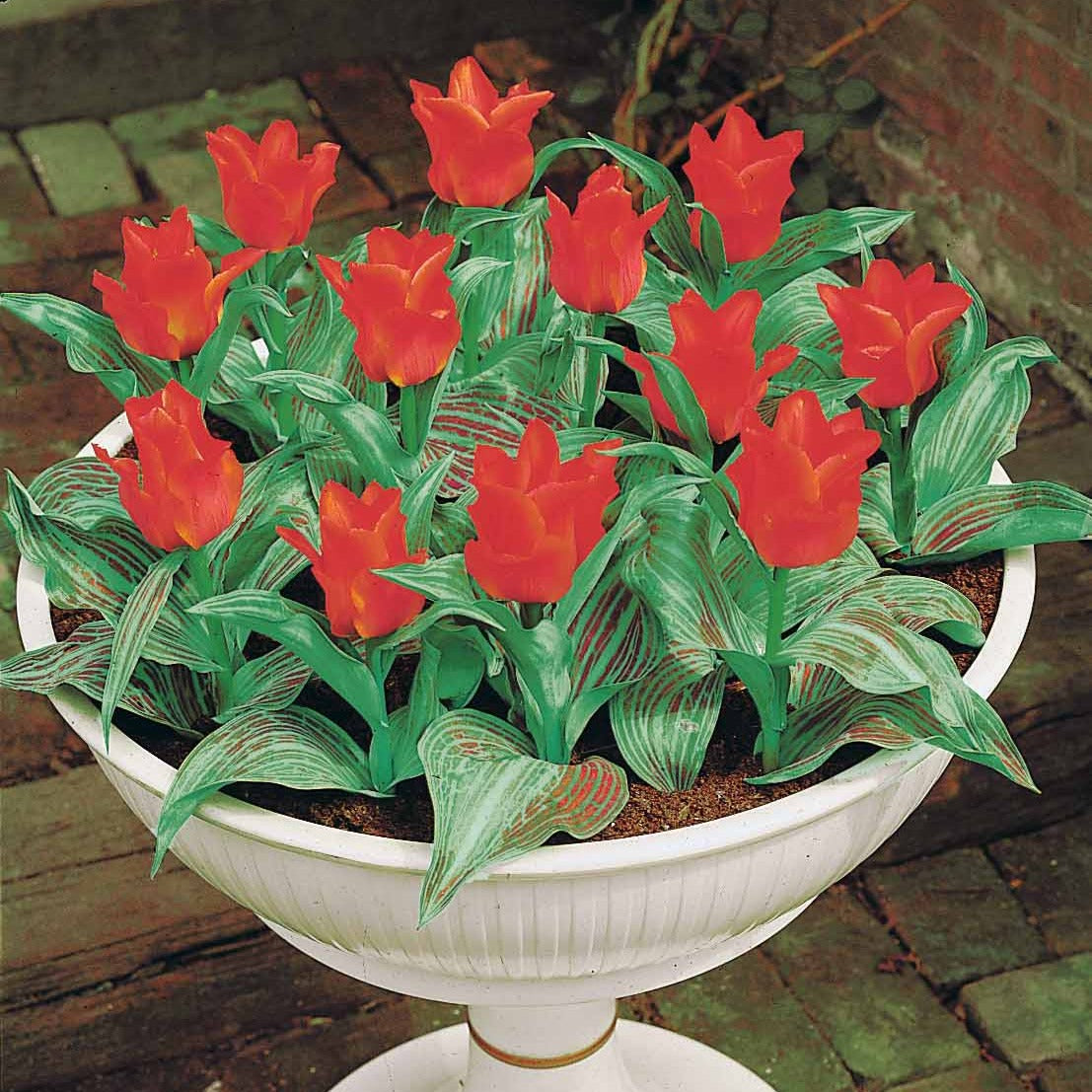 Bakker Tulipe Chaperon Rouge naine rouge sachet 10