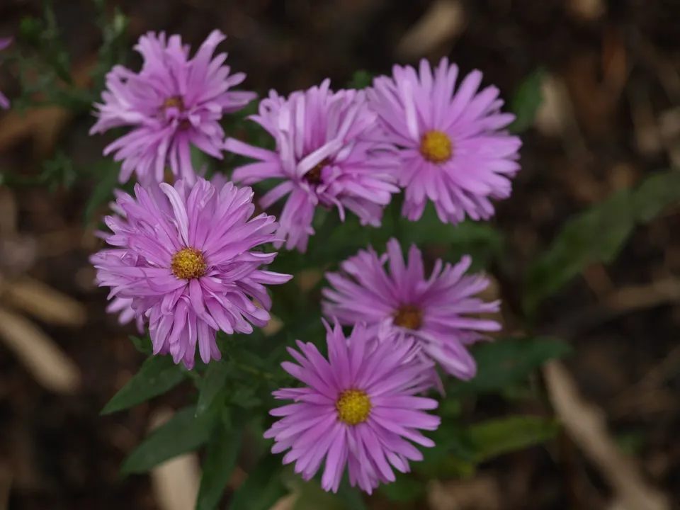 Passion Vivaces Aster Farncombe Lilac plante godet rose 53 mm