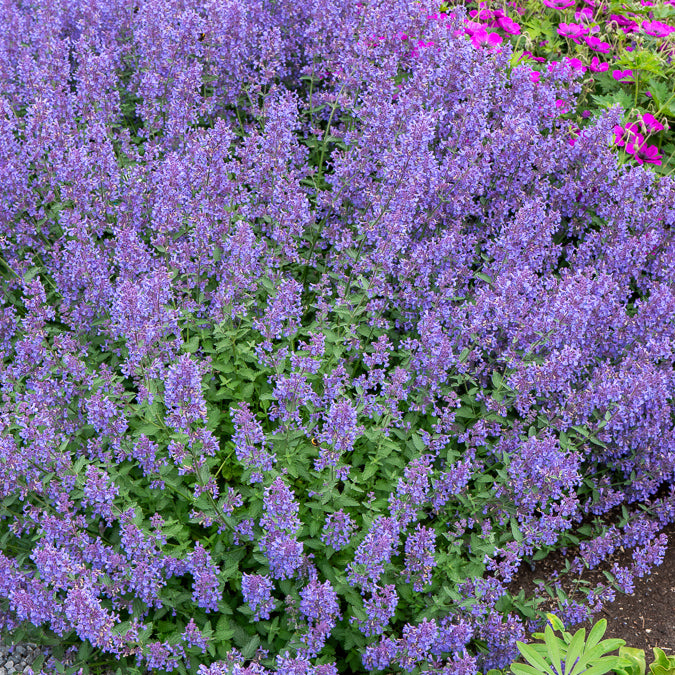 Bakker Nepeta Junior Walker vivace violette pot 9 cm
