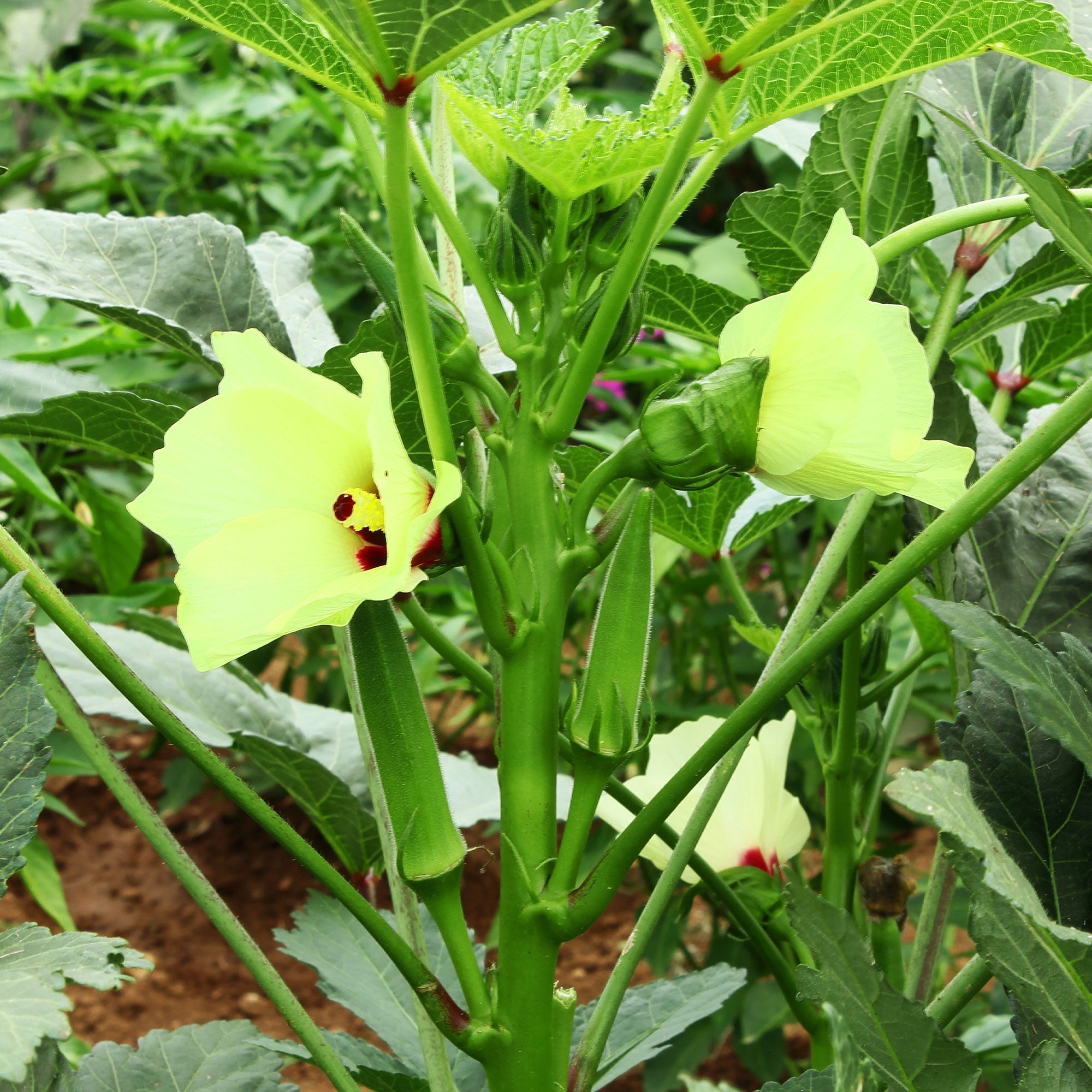 Bakker Potager Gombo Bamia graines sachet 1,5g gousses
